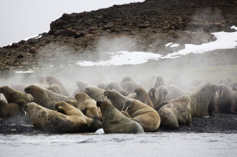 Imagen de Invierno salvaje - 10