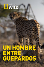 Imagen de Un hombre entre guepardos - 1