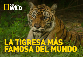 Imagen de La tigresa más famosa del mundo - 2