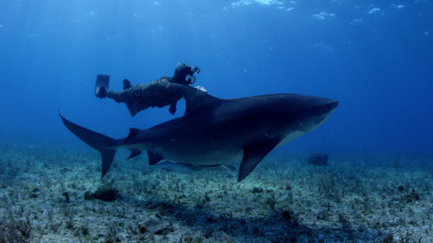 Buceando con tiburones