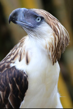 Imagen de Wild Filipinas  - 4