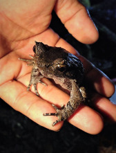 Imagen de Wild Filipinas  - 6
