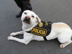 Imagen de Alerta Aeropuerto 3: Perú  - 3