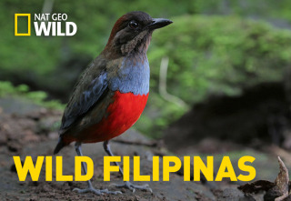Wild Filipinas: Islas encantadas