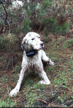 Imagen de Arcea: la dama del bosque gallego - 1