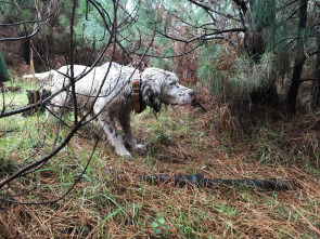 Imagen de Arcea: la dama del bosque gallego - 2