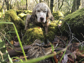 Imagen de Arcea: la dama del bosque gallego - 3