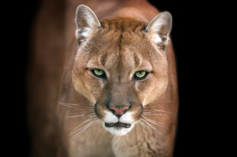 Imagen de El club de la lucha animal  - 6