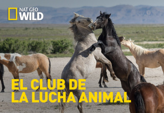 El club de la lucha animal 