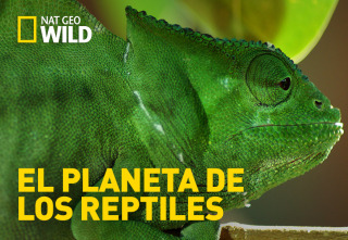 Imagen de El planeta de los reptiles - 2