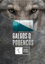 Galgos o podencos (T3)