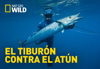 Imagen de El tiburón contra el atún - 2