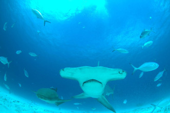 Imagen de El tiburón martillo gigante - 3