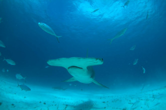 Imagen de El tiburón martillo gigante - 4