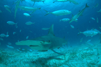 Imagen de El tiburón martillo gigante - 5