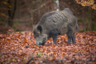 Imagen de Titanes de montería - 3