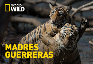 Imagen de Madres guerreras - 2