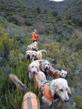 Imagen de Batidas jabalineras por daños en el Ampurdán - 5