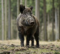 Imagen de Batidas jabalineras por daños en el Ampurdán - 3