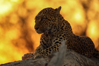 Imagen de La inundación del Okavango  - 5