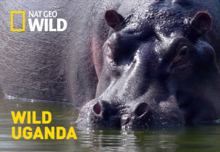 Imagen de Uganda salvaje - 2