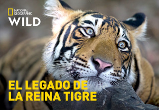 Imagen de El legado de la reina tigre - 2