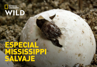 Imagen de Especial Mississippi salvaje - 2