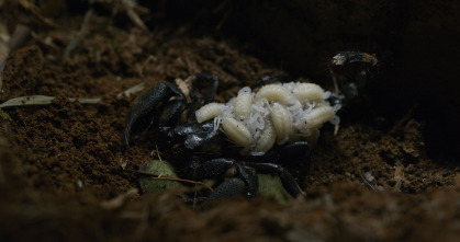 Imagen de Muerte al anochecer  - 9
