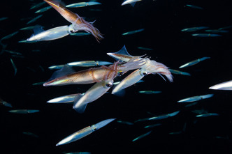 Imagen de Planeta hostil  - 10