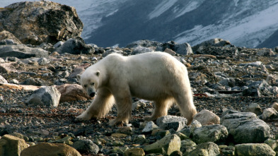 Wild Ártico 