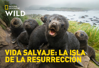 Imagen de Vida salvaje: la isla de la Resurrección - 2