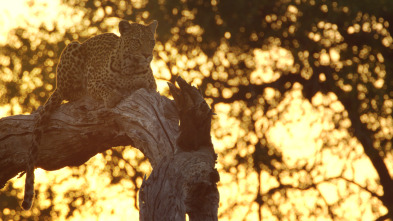 Imagen de Savage Kingdom  - 4