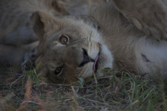 Imagen de Savage Kingdom  - 5