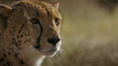 Imagen de Savage Kingdom  - 7
