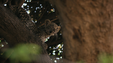 Imagen de Savage Kingdom  - 10