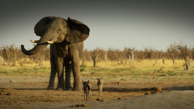 Imagen de Savage Kingdom  - 11