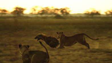 Imagen de Savage Kingdom  - 13