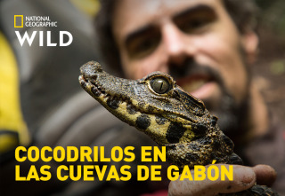 Imagen de Cocodrilos en las cuevas de Gabón - 2