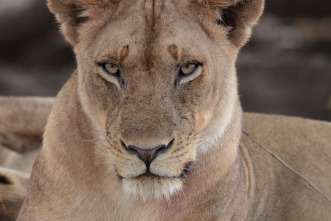 Cazadores de África 