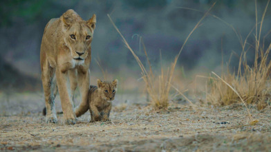 Cazadores de África 