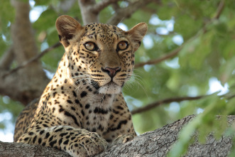 Cazadores de África 