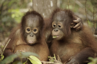 Escuela de orangutanes 