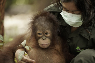 Escuela de orangutanes
