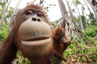 Escuela de orangutanes 