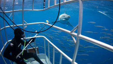 Imagen de Tiburones blancos de Guadalupe  - 3