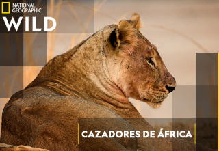 Cazadores de África: La leopardo que cambió sus lunares