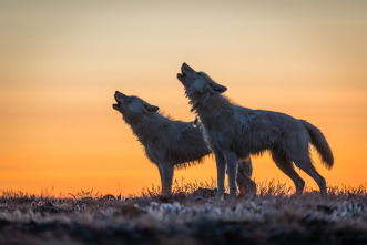 El reino del lobo blanco 