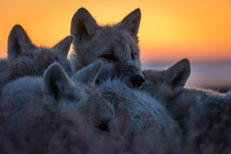 El reino del lobo blanco 