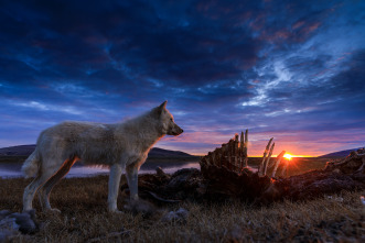 Imagen de El reino del lobo blanco  - 5