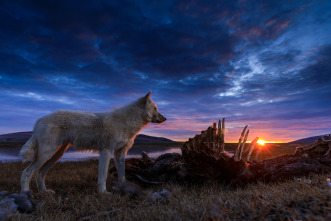 El reino del lobo blanco 